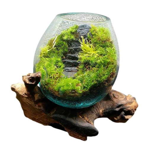 Aquascape